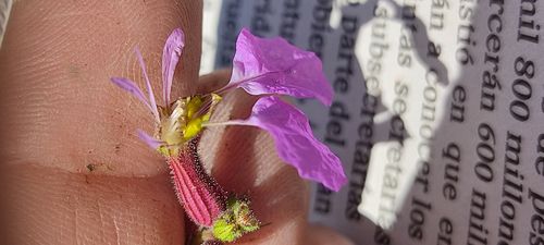 flores herbario